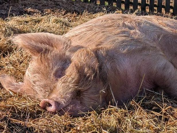 A happy pig at Hakuna Matata animal sanctuary
