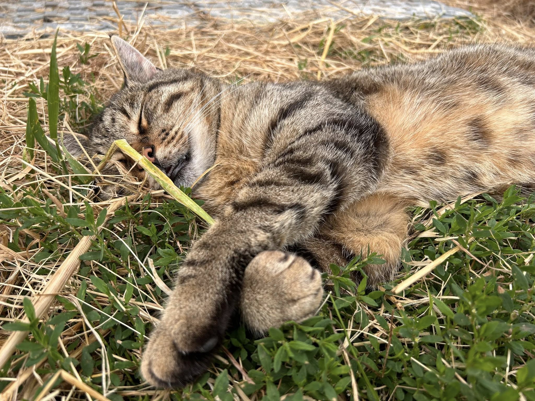Rescue cat at Hakuna Matata
