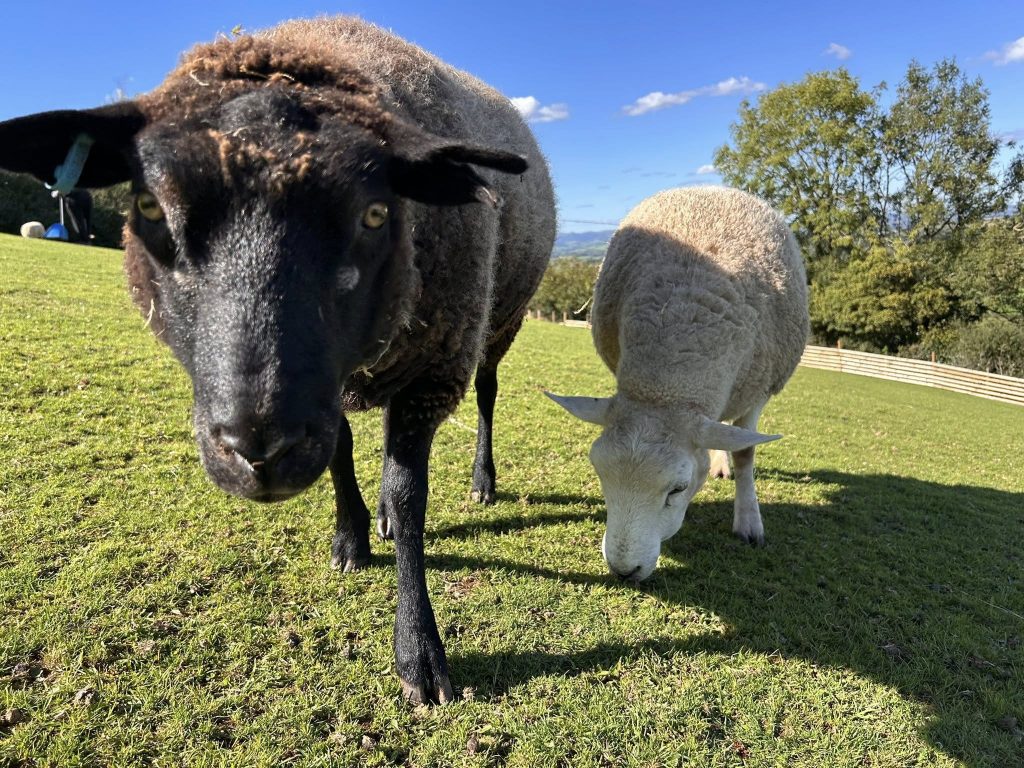 rescued sheep at Hakuna Matata animal sanctuary